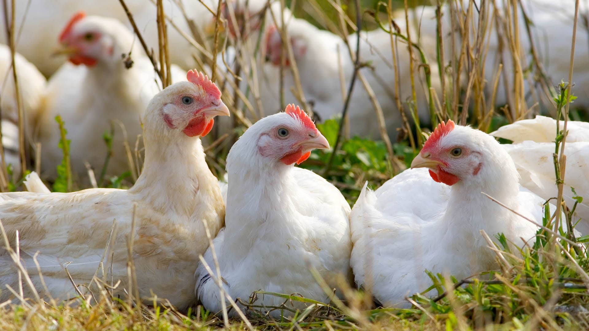 Photograph of free range chickens