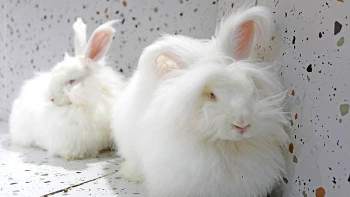 Angora rabbits are seen at the shop &#x27;Rabbit Cafe.&#x27;
