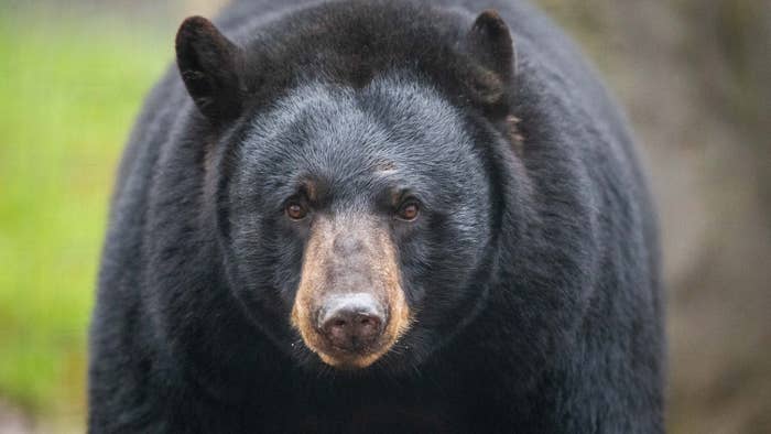 Black bear &quot;Honey&quot; can be found in the black bear enclosure