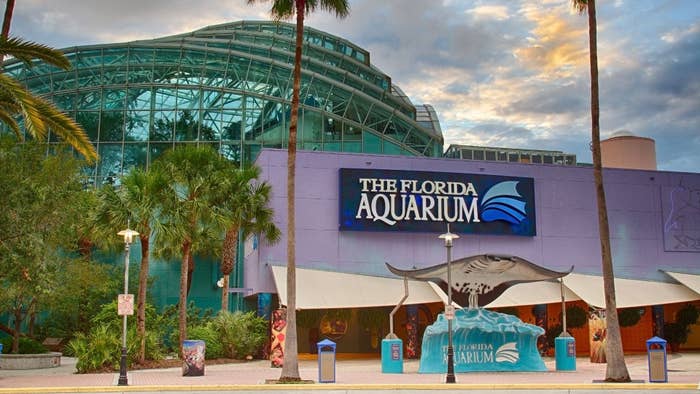 florida penguins