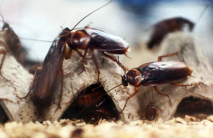 A picture taken shows cockroaches locked in a container at the laboratory.