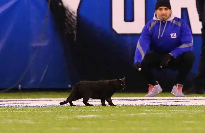 A Black Cat runs onto the field during the second quarter
