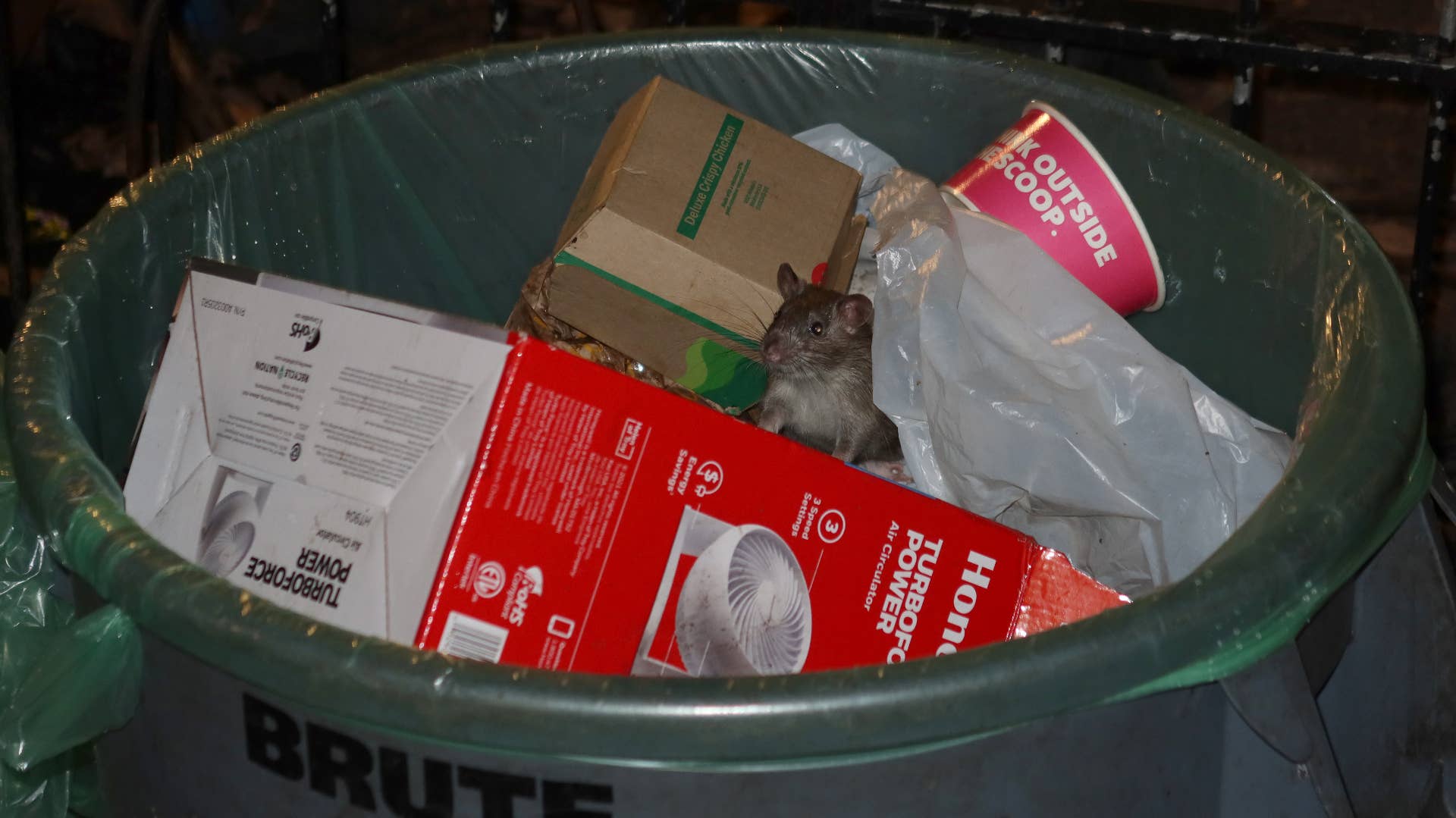 A rat sticks its head out of a garbage can as it hunts for food in Bogardus Plaza in Tribeca