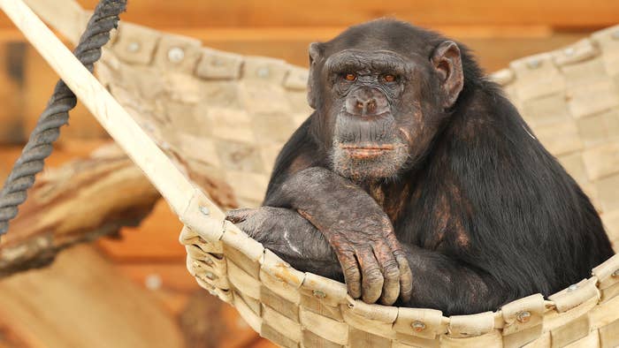 A chimpanzee looks out from an enclosure after the official opening ceremony of Sydney Zoo.