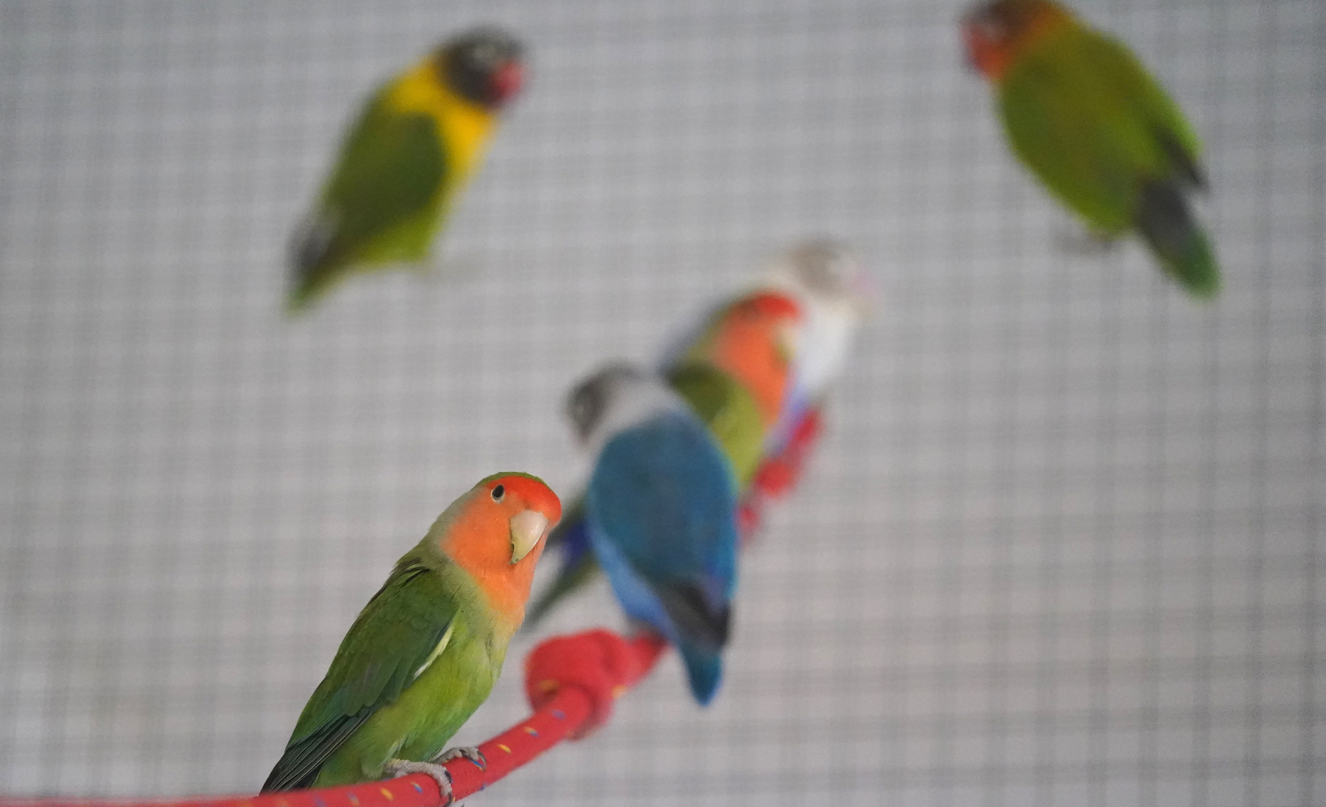 Naked Man Arrested After Breaking into Bel-Air Home and Killing Pet  Parakeets | Complex