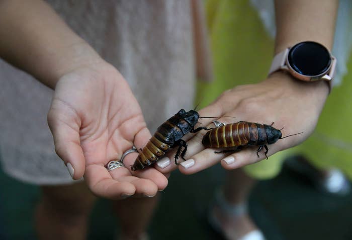 Someone holding cockroaches