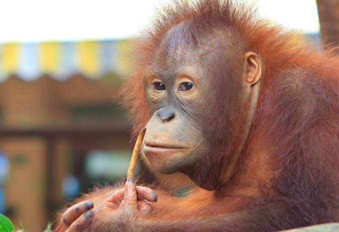 orangutan