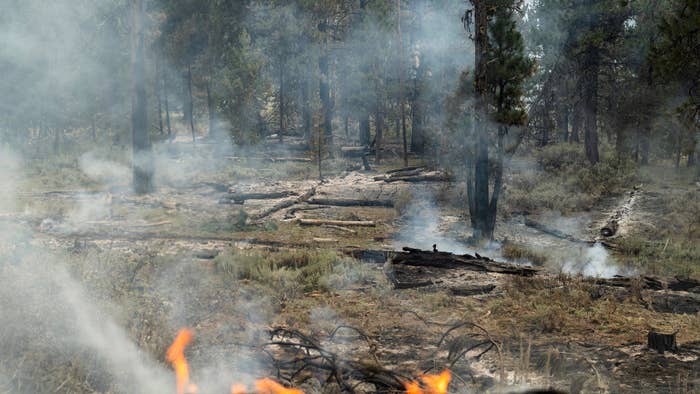 Locals Tie Man to Tree After He Allegedly Started Wildfires in Remote Area of Oregon