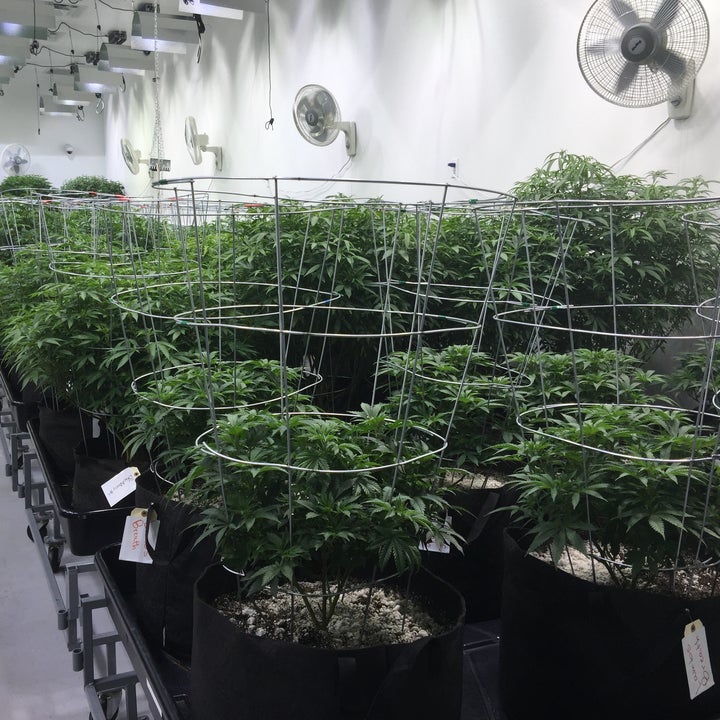 Breaking Bud Inside the Massive Las Vegas Dispensary That Grows Wiz