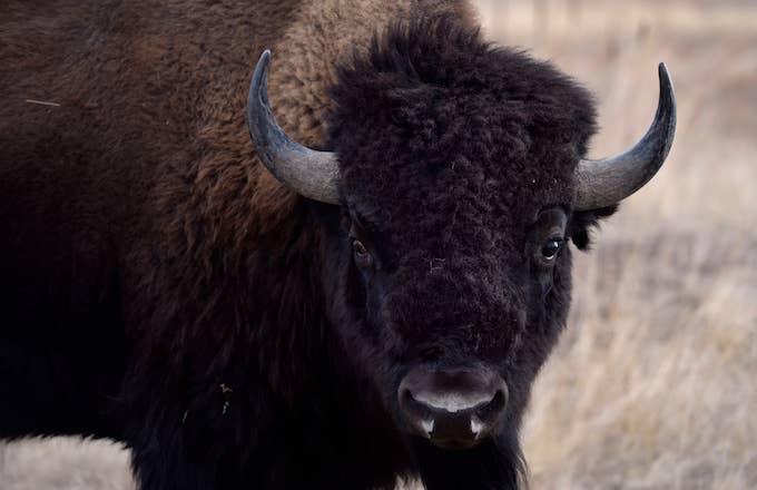 Officials from the U.S. Fish and Wildlife Service perform health checks on the bison herd.