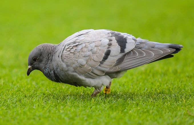 Pigeon spotted at the pitch during the Dutch Eredivisie match.