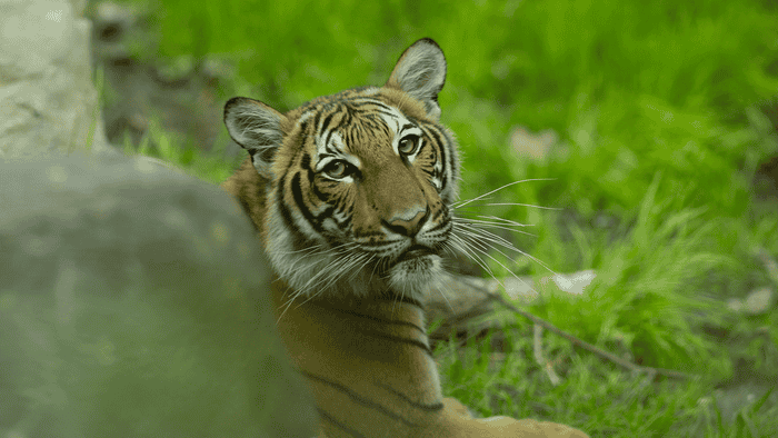 A tiger at the Bronx Zoo.