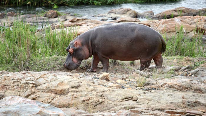 A hippopotamus is pictured near the 13th green