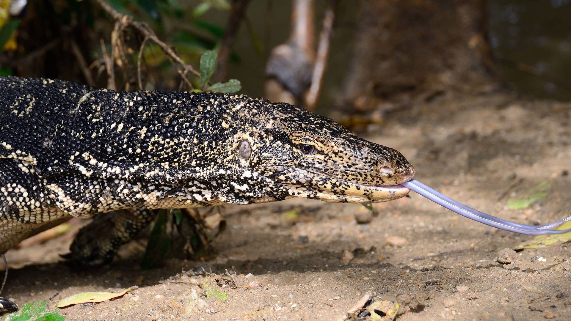 Wild water monitor lizard in a river in Sri Lanka.