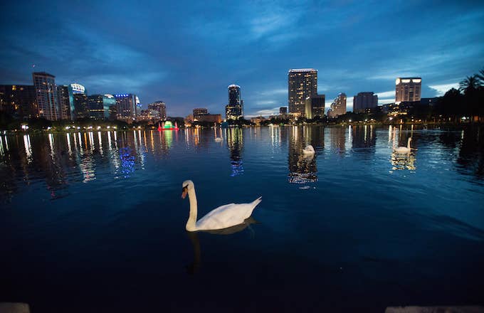 Swans in Lake Eola in Orlando, FL