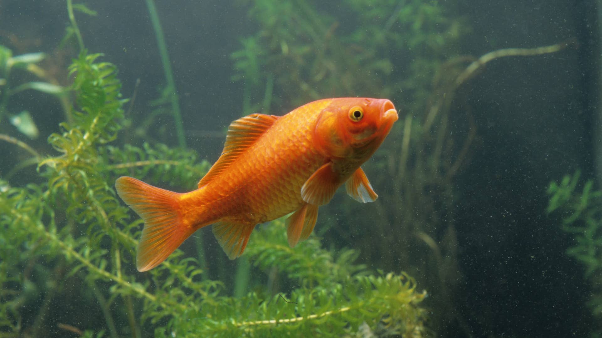 Goldfish Gold Fish, Carassius Auratus.Carassius Auratus , Goldfish , Cyprinid , Bony Fish , Fish.