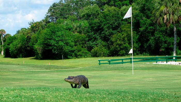 An alligator crosses the putting green at the East Venice golf course in East Venice, Florida.