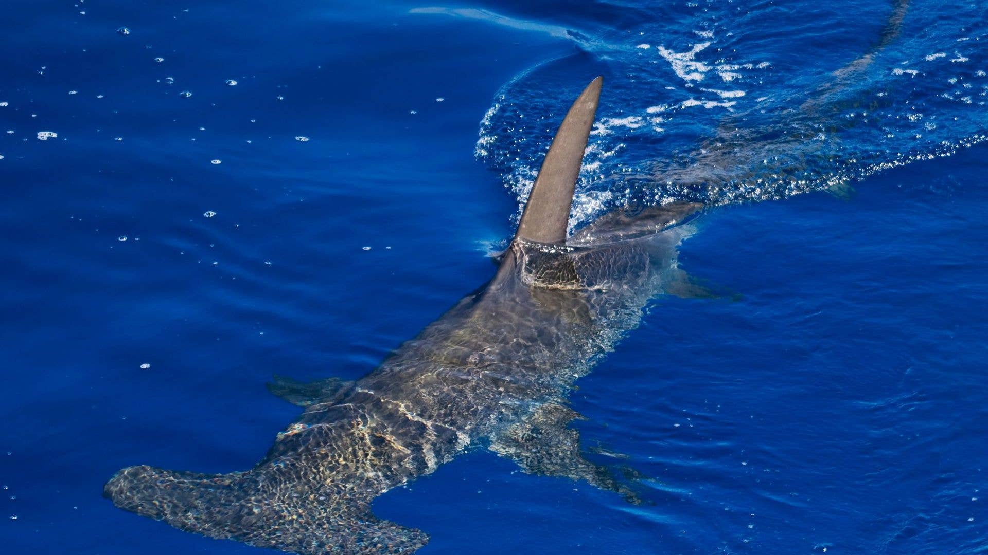 florida shark