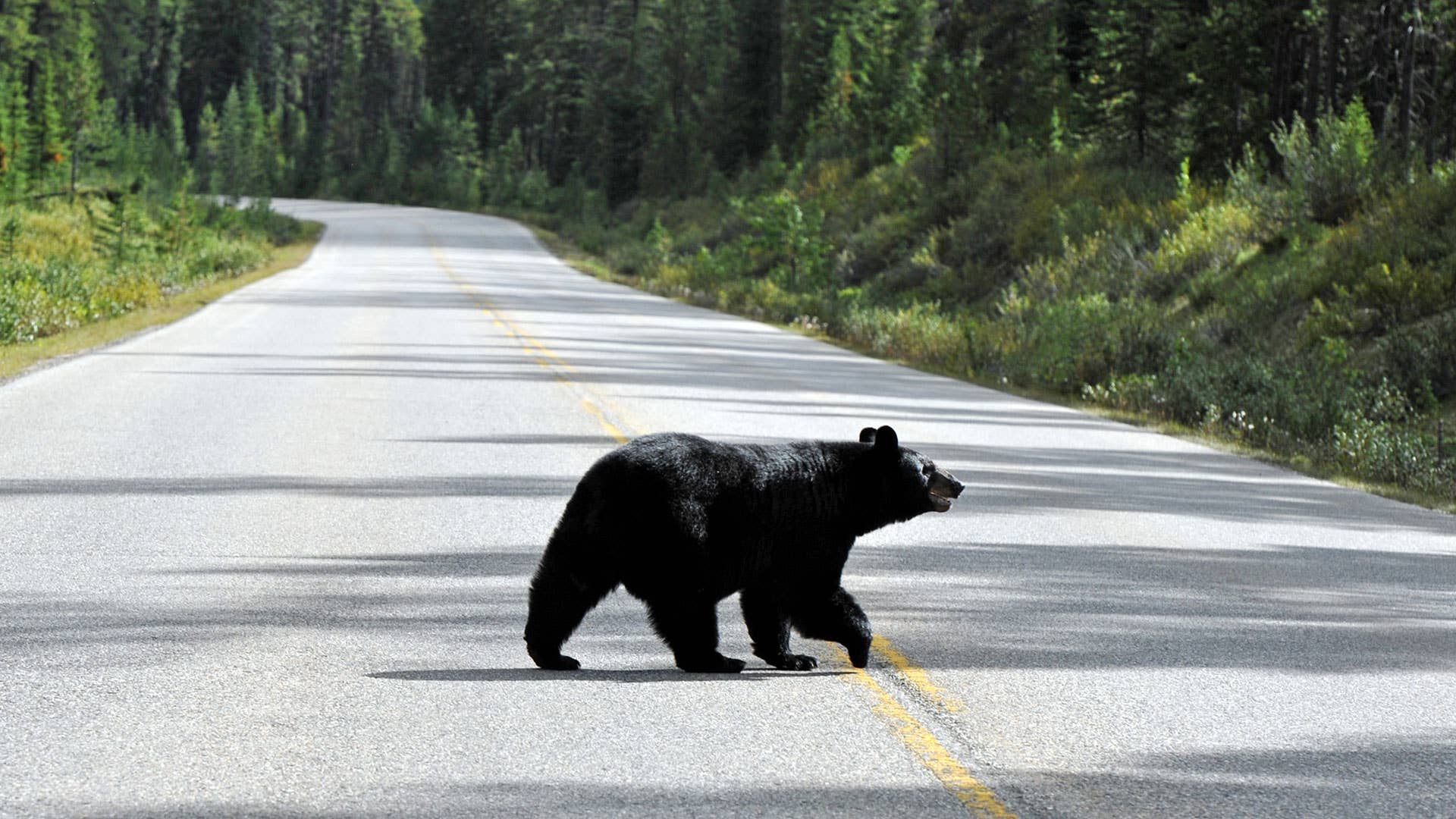 A black bear crosses the road.