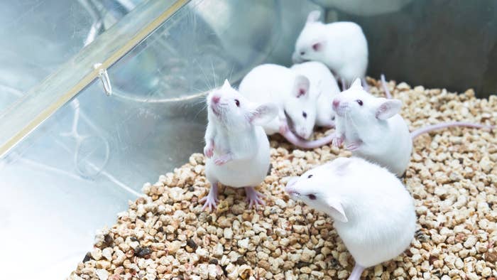 Scientists create mice from two dads after making eggs from skin cells