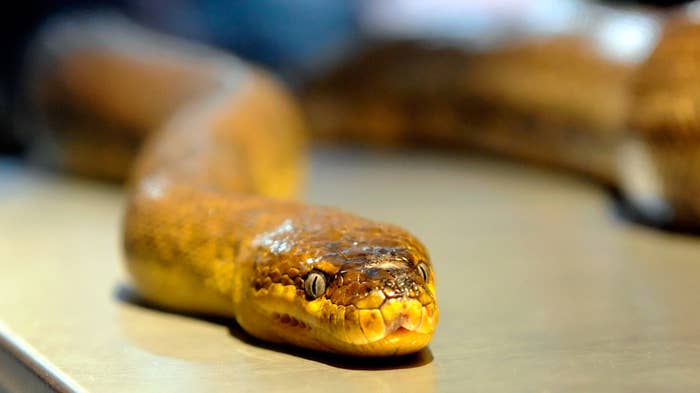 A snake is photographed roaming on a table.
