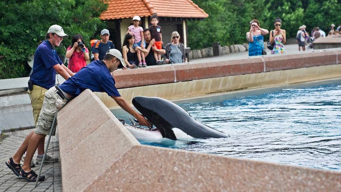 Marineland&#x27;s Orca Kiska is fed in Friendship Cove