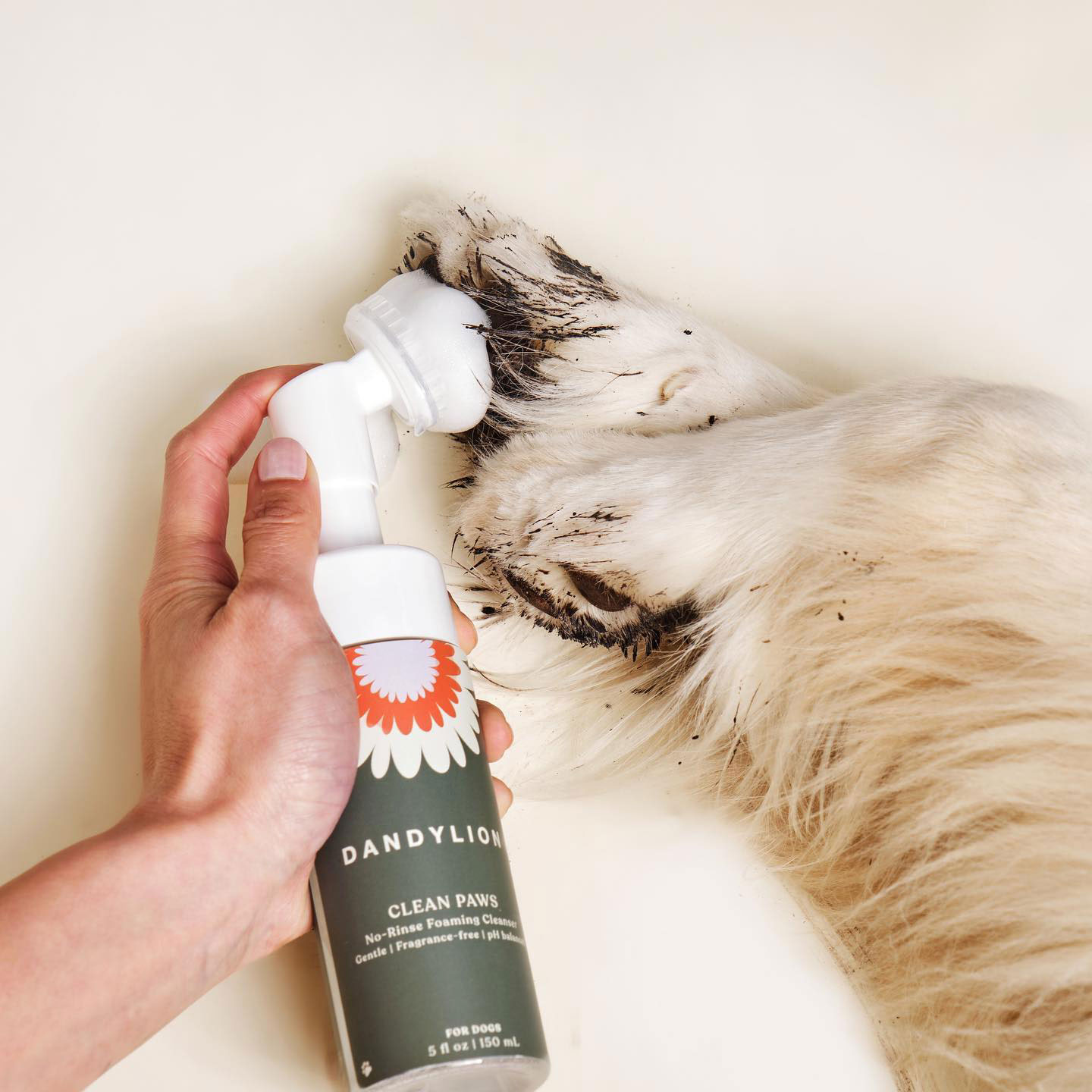 Dog&#x27;s paws being cleaned by Dandylion product