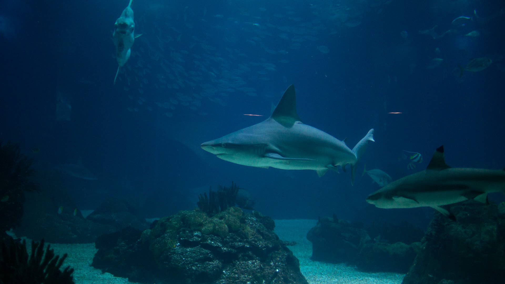 A shark swims in the main tank of the oceanarium in Lisbon, Portugal.
