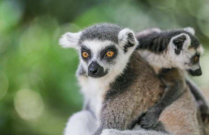 A ring tailed lemur sits on a tree during World Lemur Day celebration at Bali Zoo.