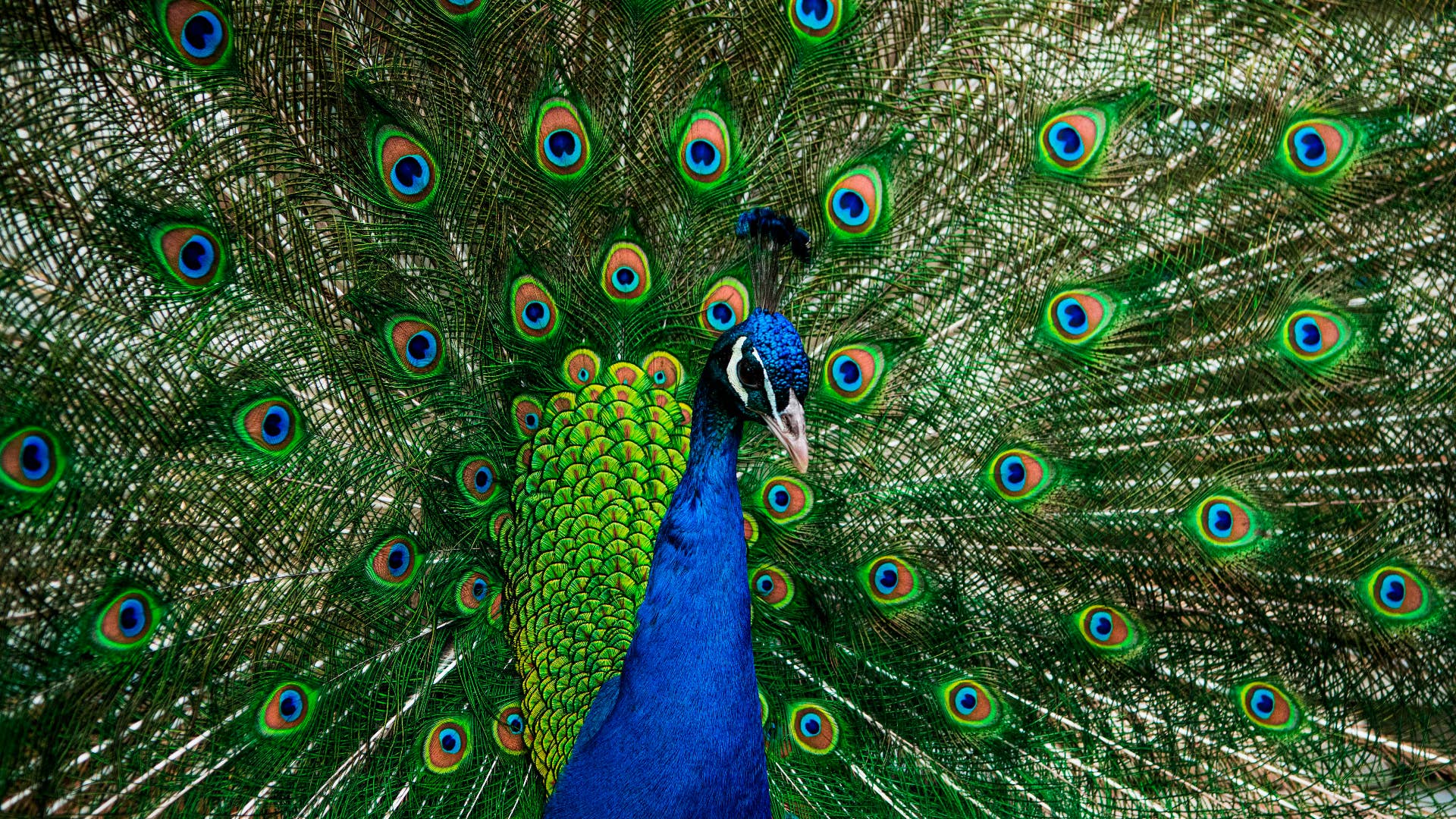 A peacock is pictured at the outdoor museum Skansen in Stockholm, on April 18, 2020.