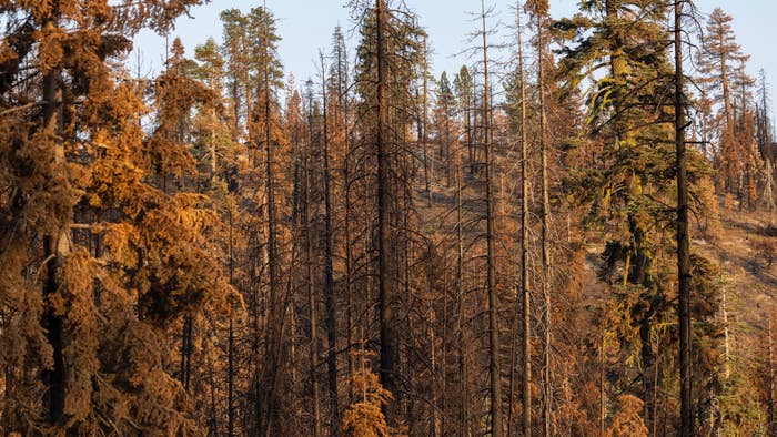 A forest that was killed by the intense heat of the Creek Fire