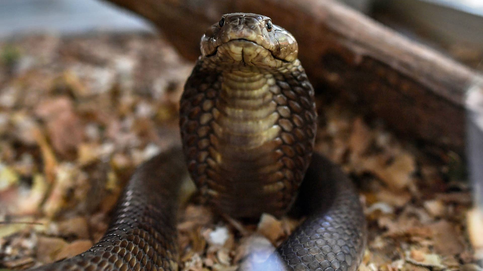 A photo taken of a brown spitting cobra.