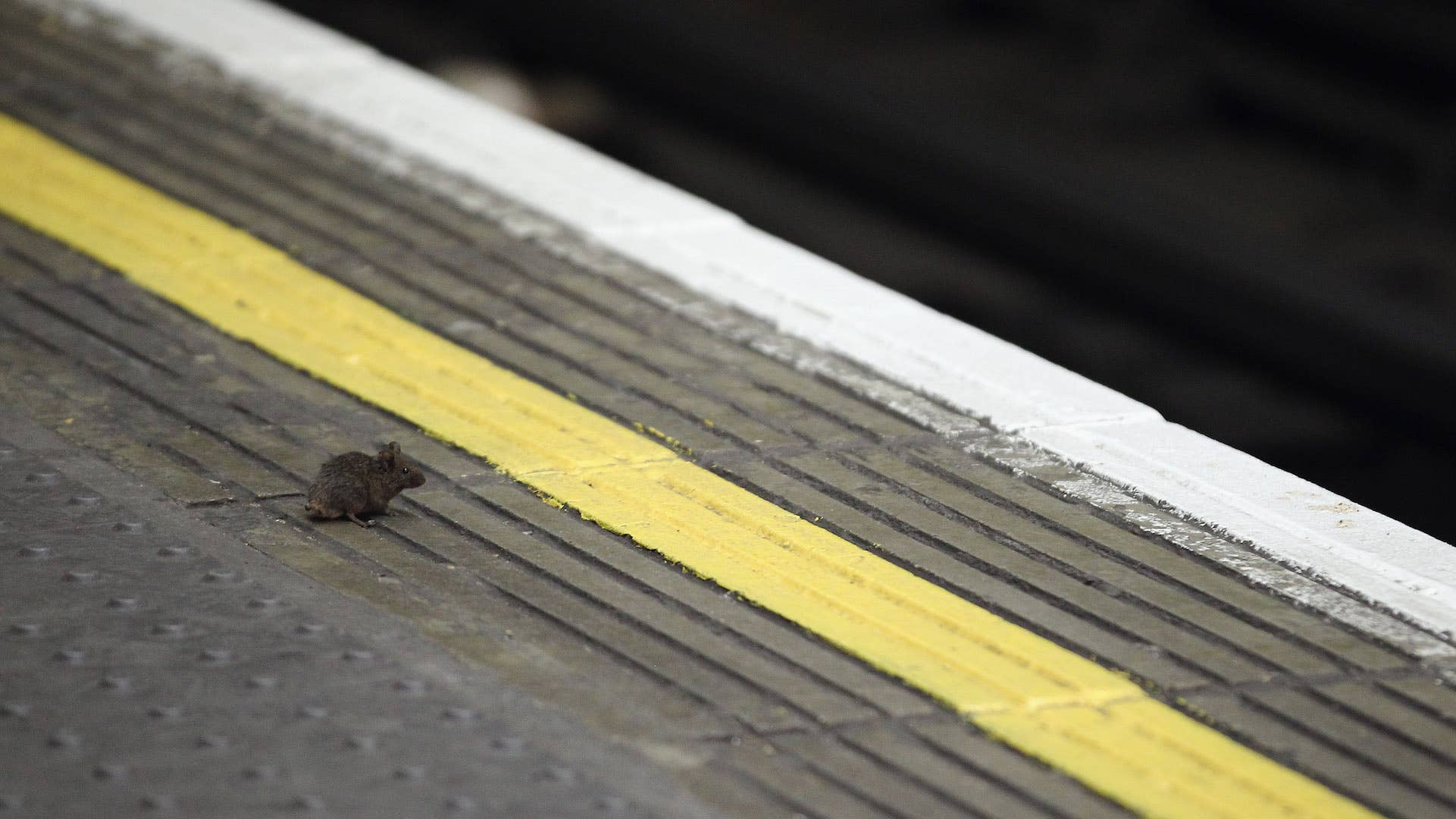 mouse subway