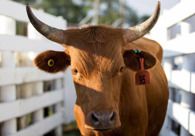 This is a photo of a steer.