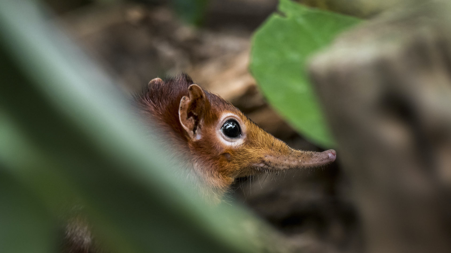 Spotted Shrew 