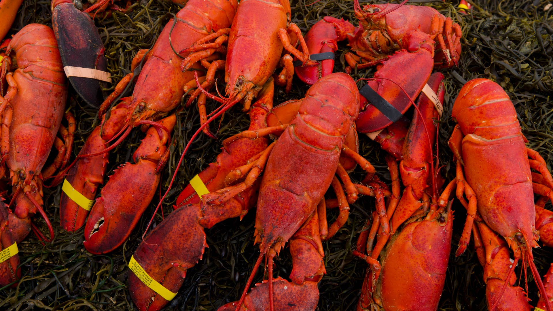 Lobster bake on beach near Rockland Maine with hot lobsters on seaweed for tourists ready to eat outdoors adventure.