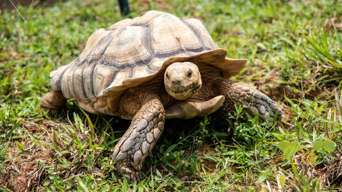 This picture shows a sulcata tortoise roaming around a grass patch in the Live Turtle and Tortoise Museum.