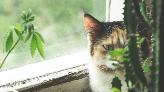 A cat hiding behind a plant, next to a small cannabis plant.