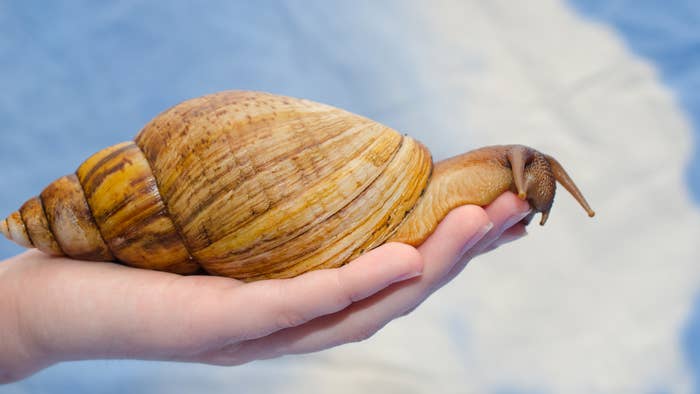Giant African snail on a human hand (against a bright blue background)