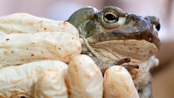 nacho vidal toad