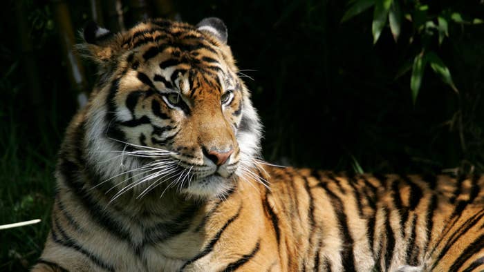 A Sumatran tiger, an endangered animal species, sits in its exhibit at the San Francisco Zoo.