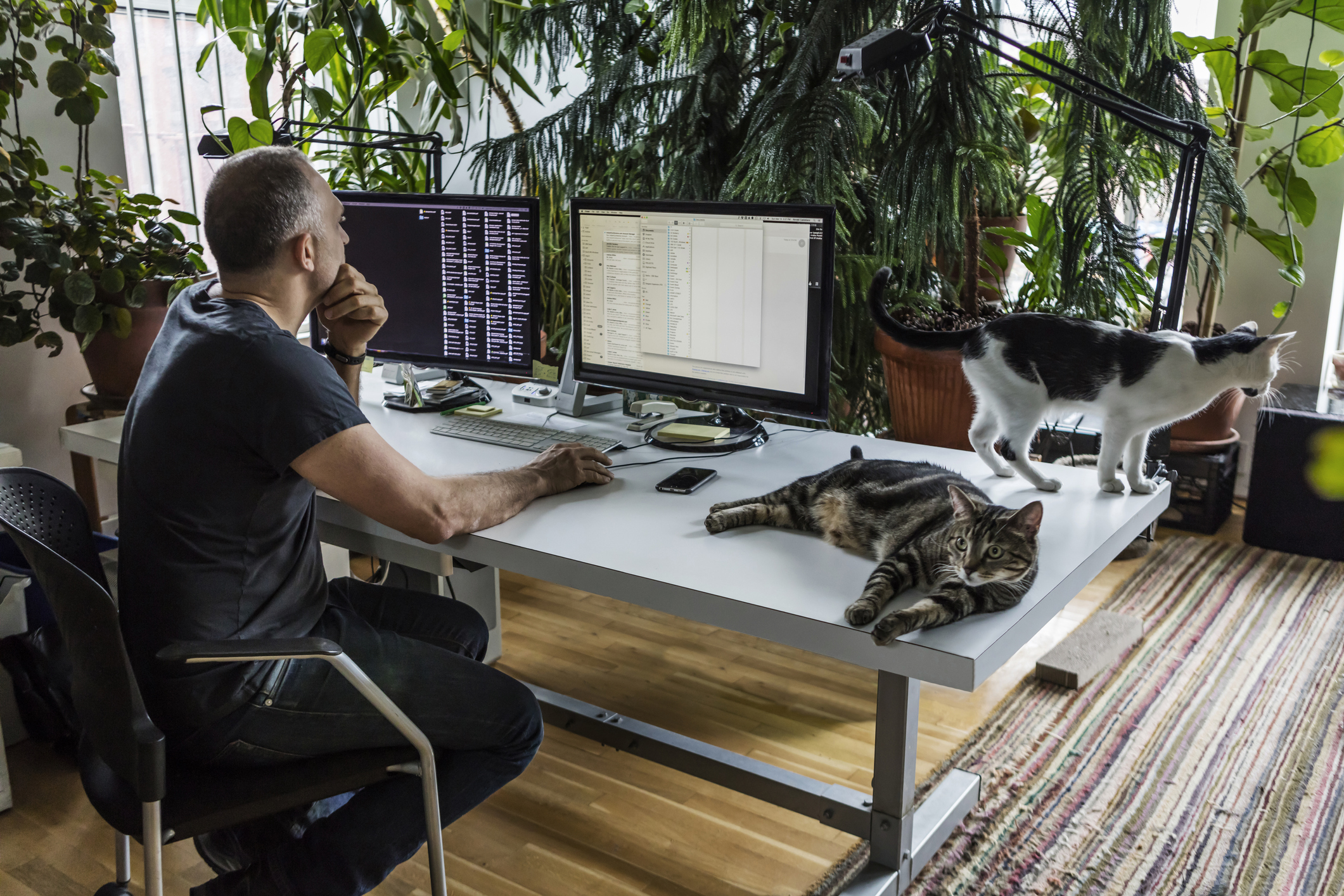 Man with two cats and two monitors