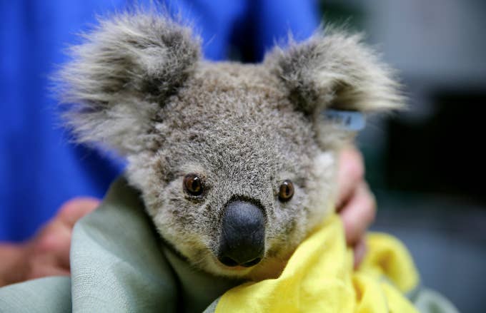 A koala named Pete from Pappinbarra at The Port Macquarie Koala Hospital