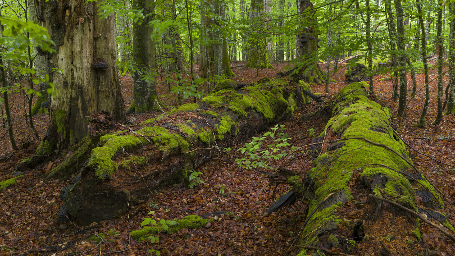 Police Determine That WWII Grenade Found in Germany Is Actually a