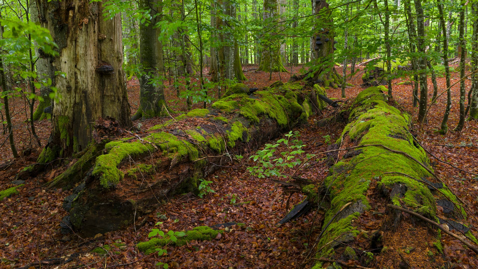 Primeval forest in the National Park Bavarian Forest