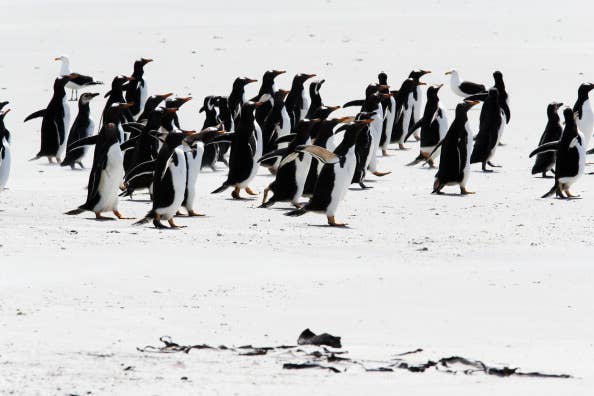penguins pebble island