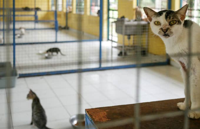 Quarantined cats in Jakarta await adoption