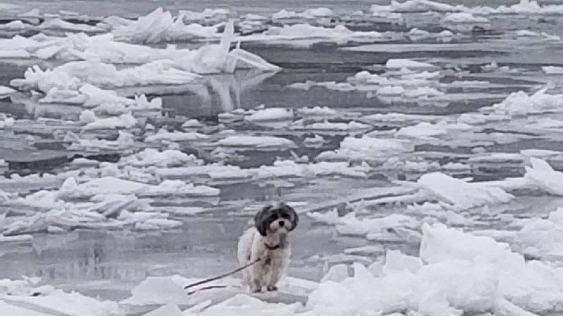 Small dog stuck on the Seneca River