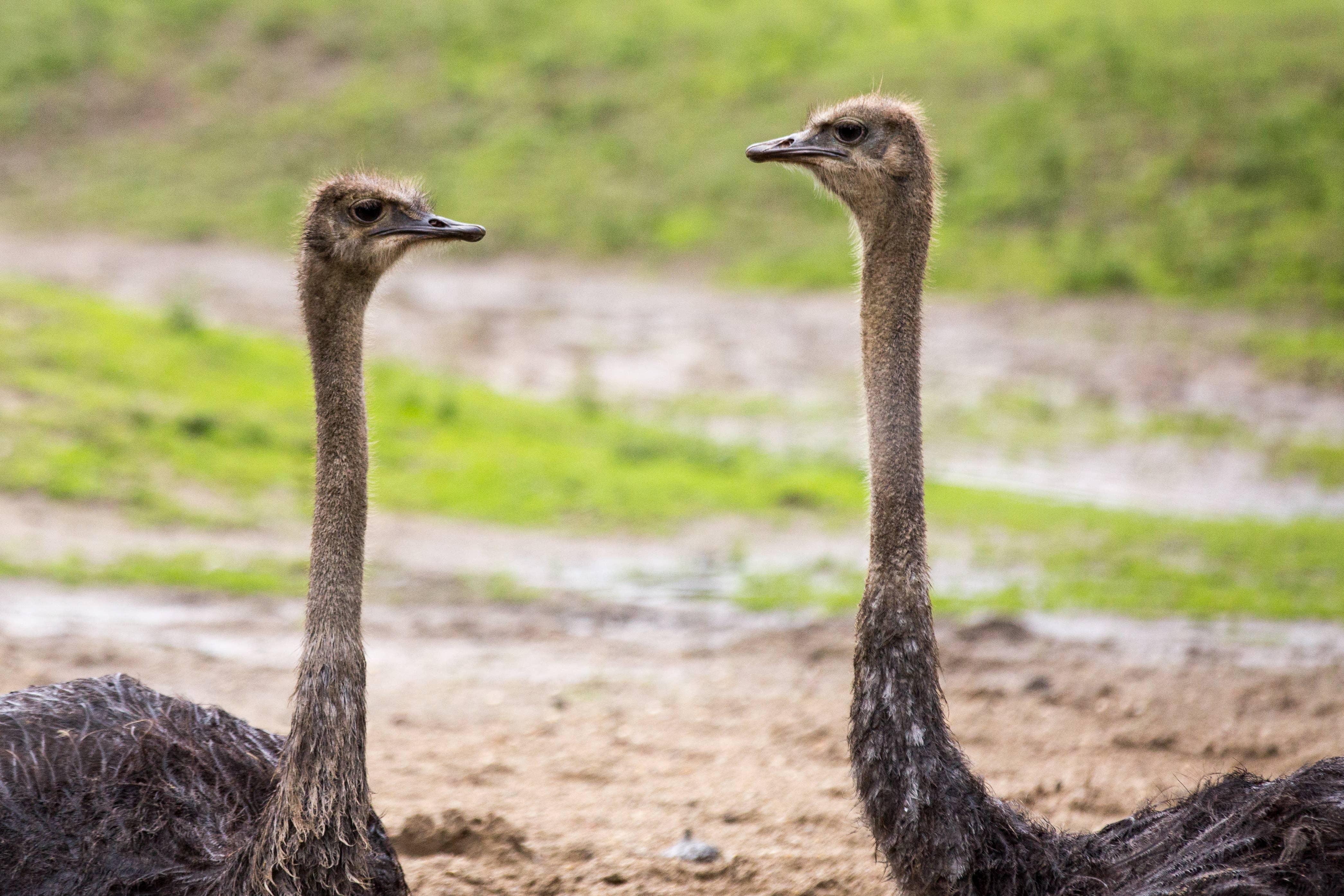 picture of ostriches, taber alberta