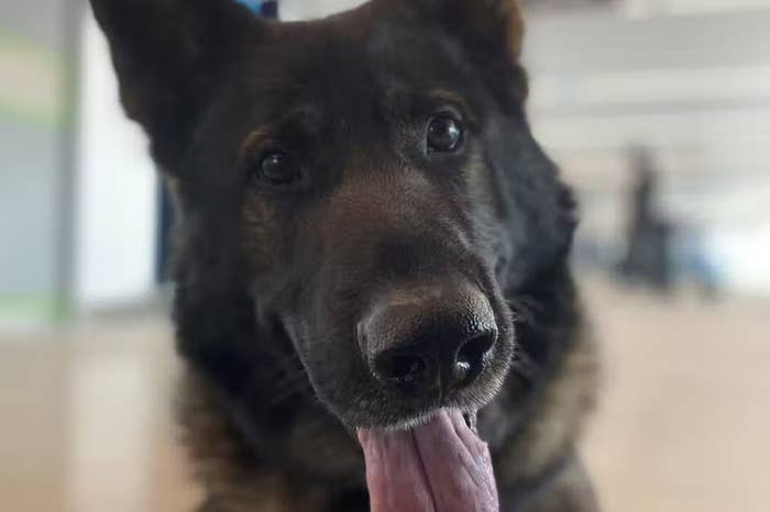 police dog chase sniffs out ak47 gun